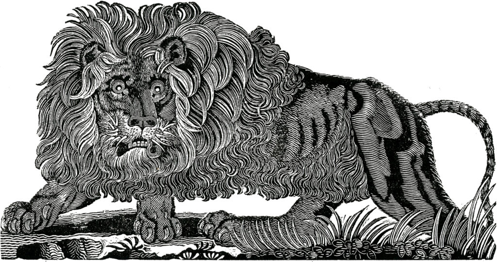 Lion Fierce black white clip art