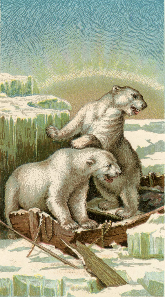 polar bears ice boat image