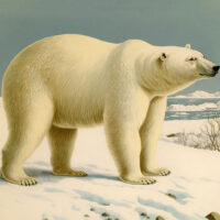 Polar Bear in Snow Picture