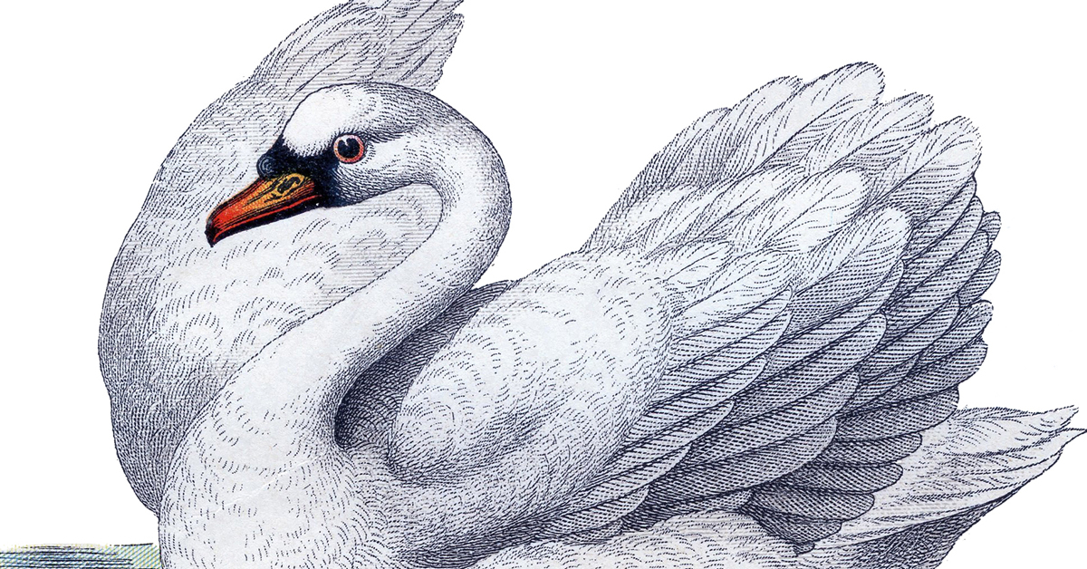 Learn How to Draw Trumpeter Swan in Flight Birds Step by Step  Drawing  Tutorials
