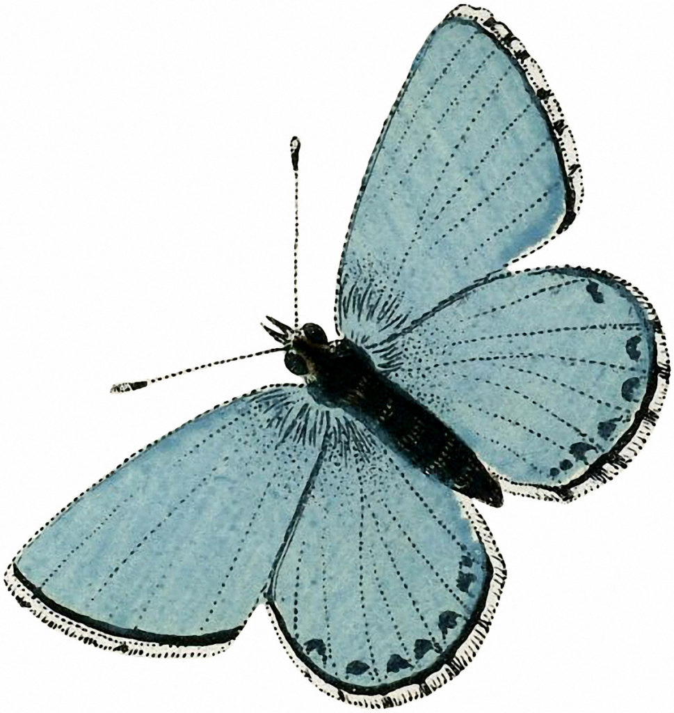 aqua blue vintage butterfly clipart