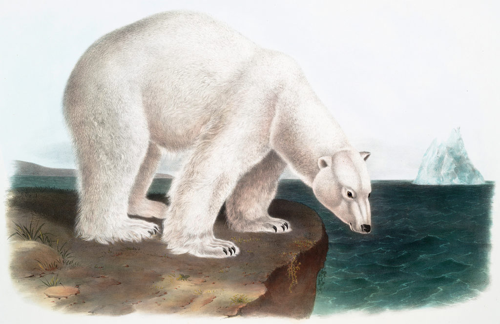 vintage polar bear clipart