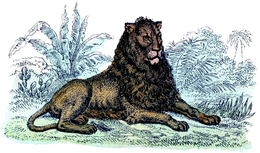 Vintage Lion Resting Illustration