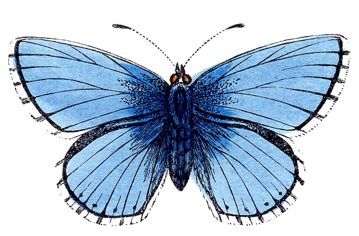 single butterfly clipart to color