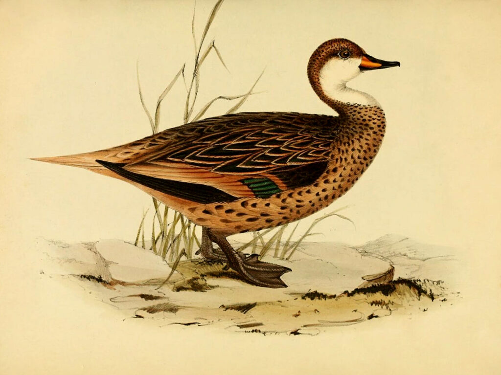 Brown Duck Image