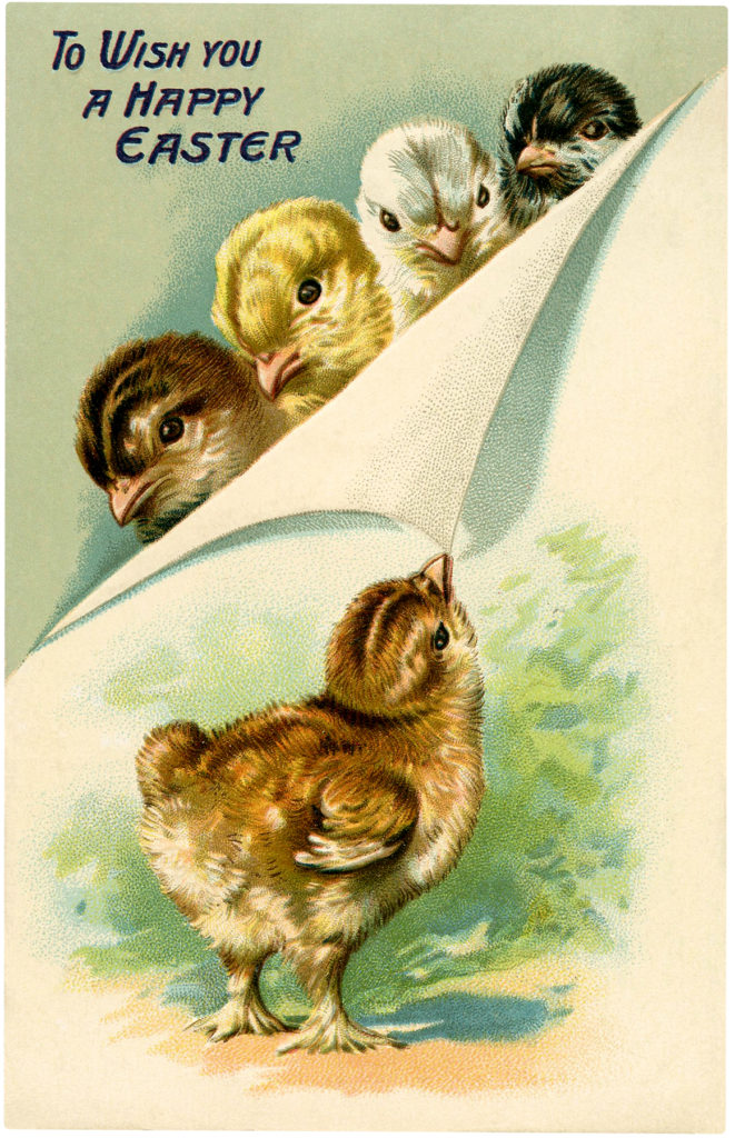 baby chicks vintage illustration