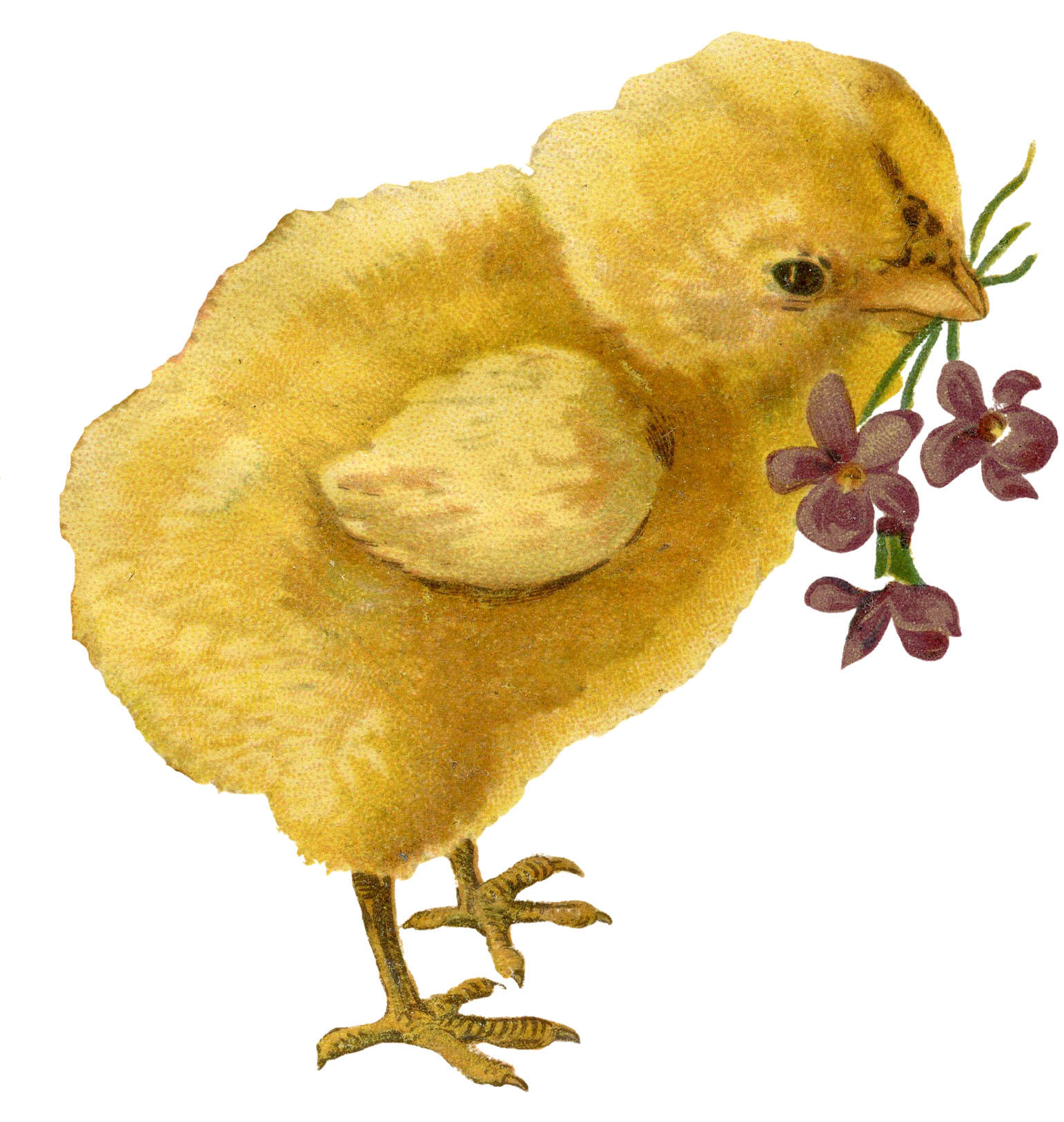 parade of chicks clip art