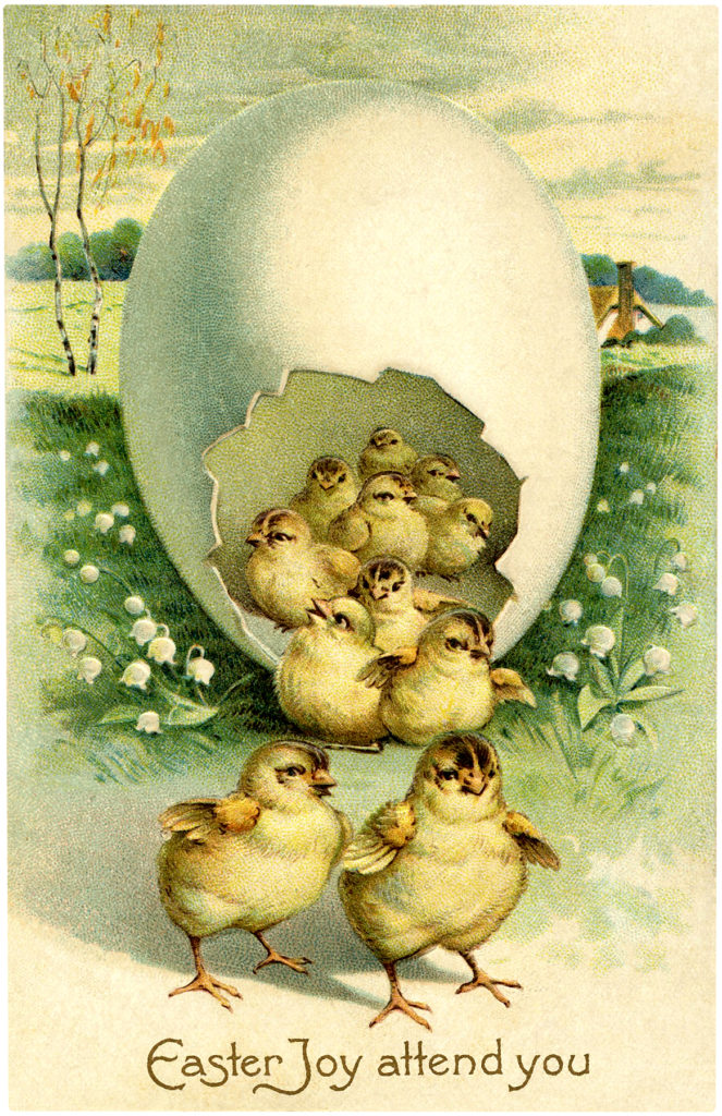 Chicks Hatching Image