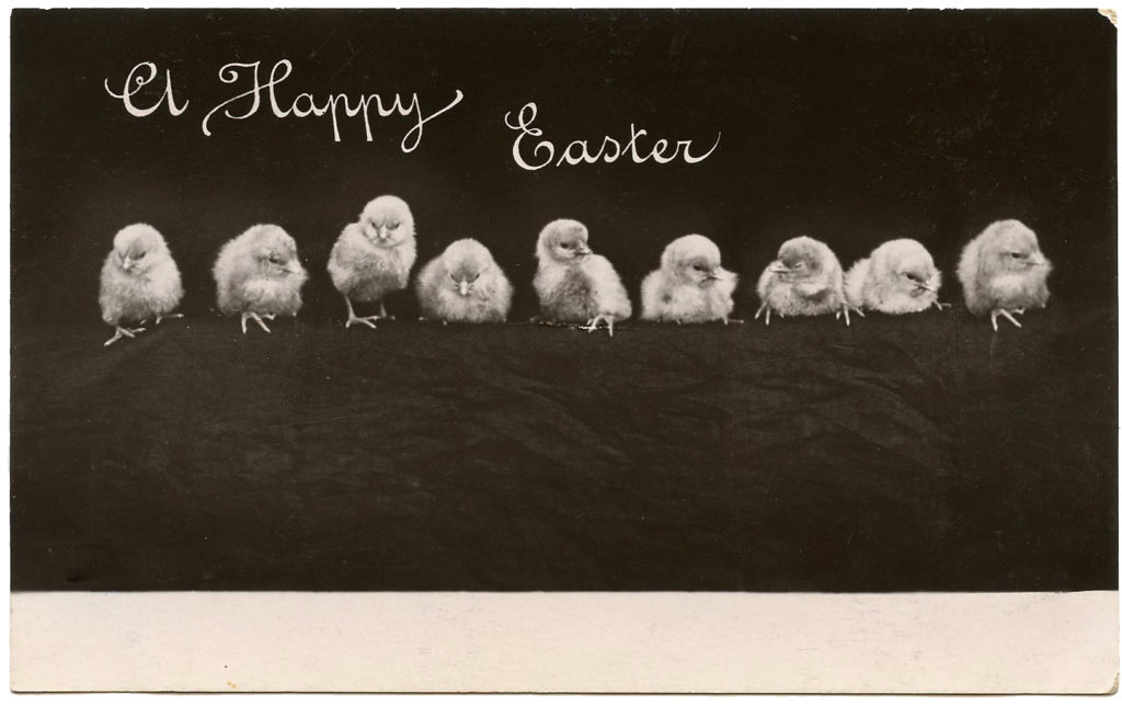 black white vintage Chicks photo