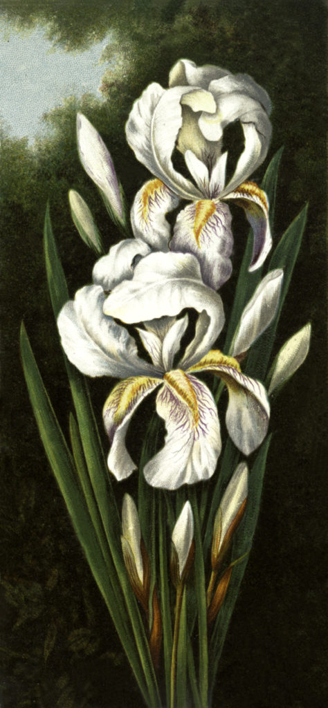 painted irises illustration