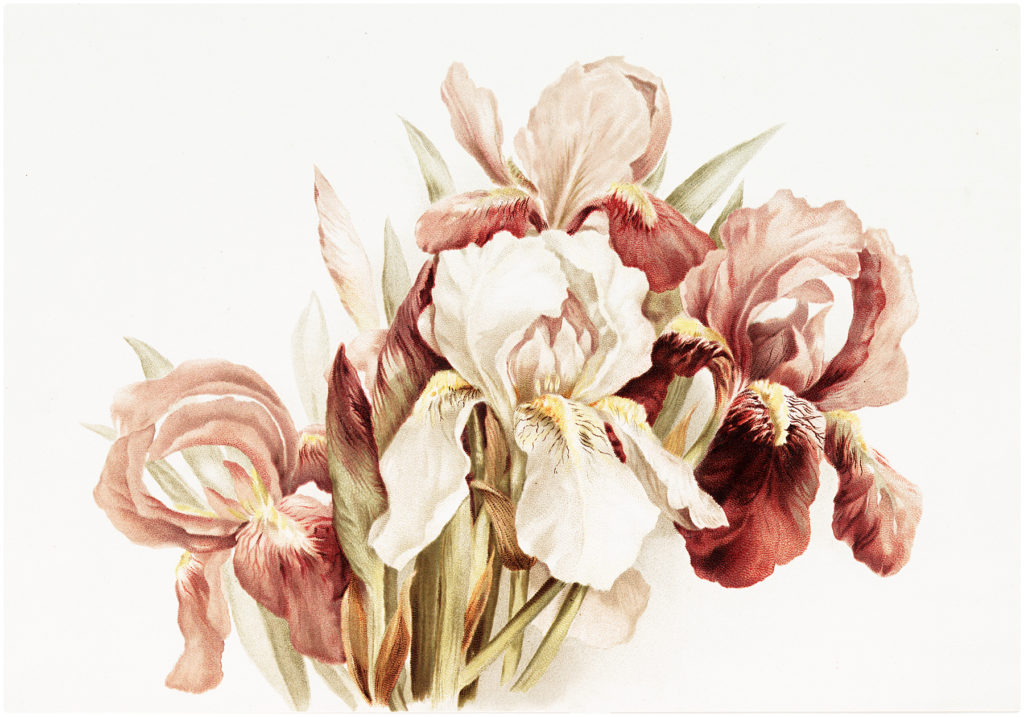 pink iris watercolor illustration
