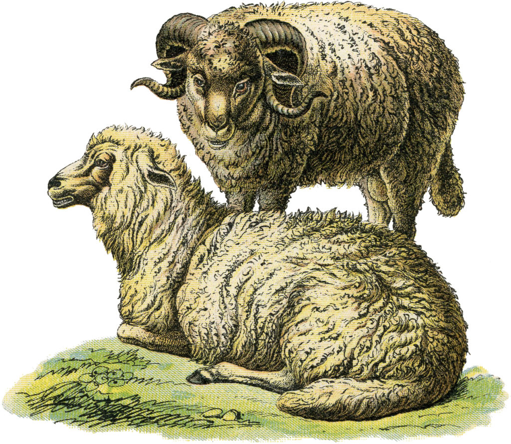 realistic vintage sheep illustration