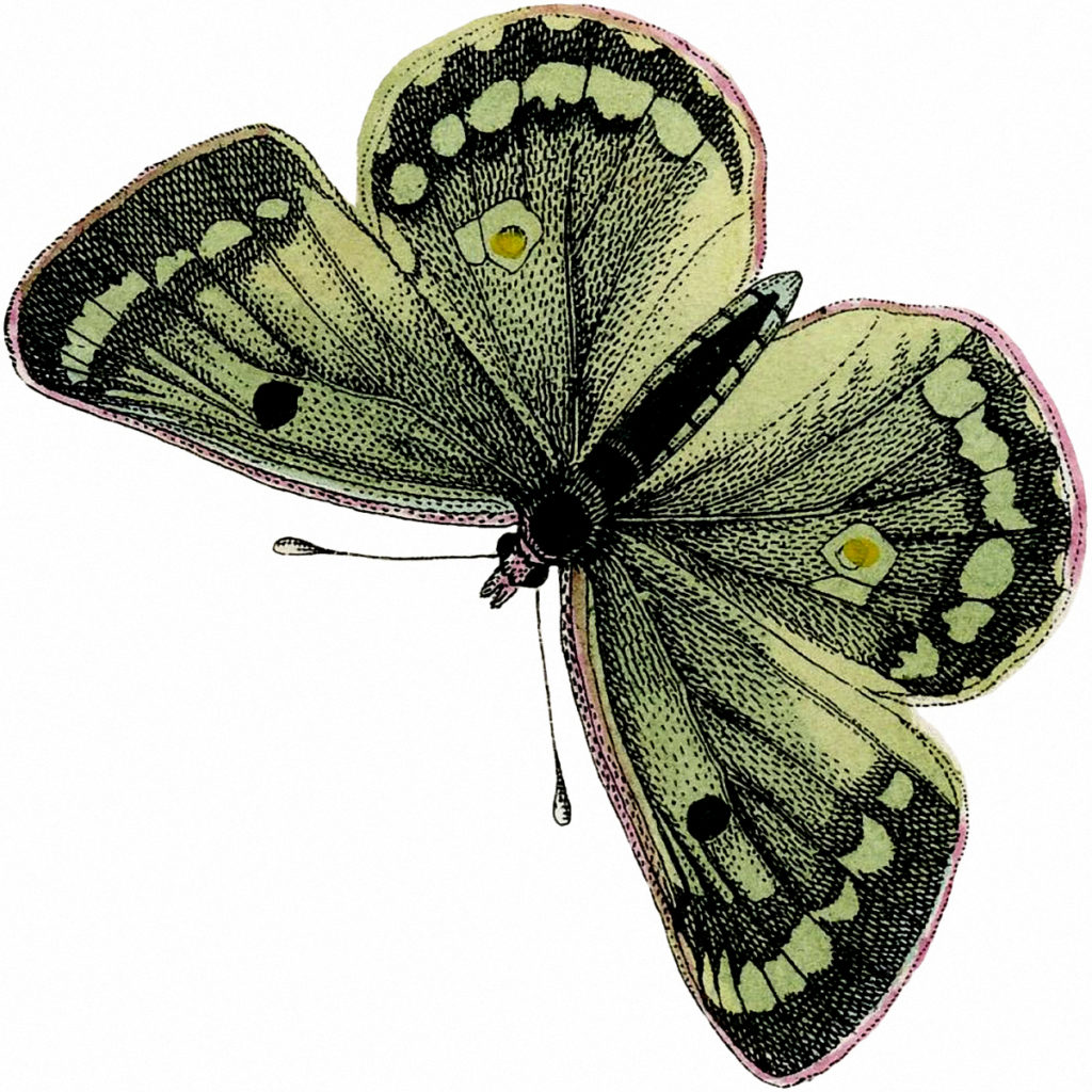 Vintage Green Butterfly Clip Art