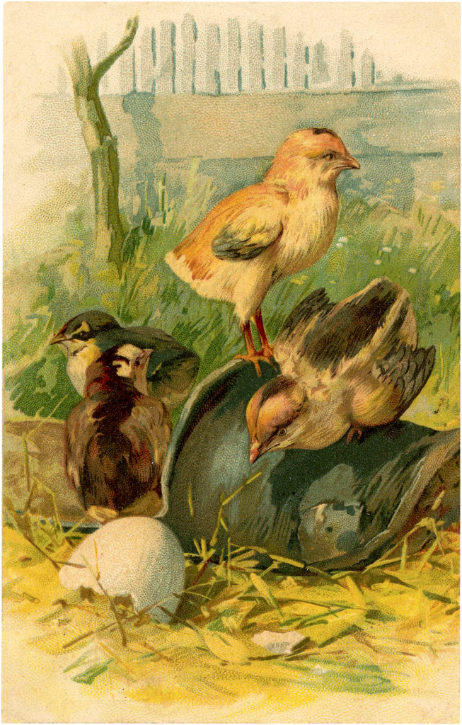 vintage hatching chicks image