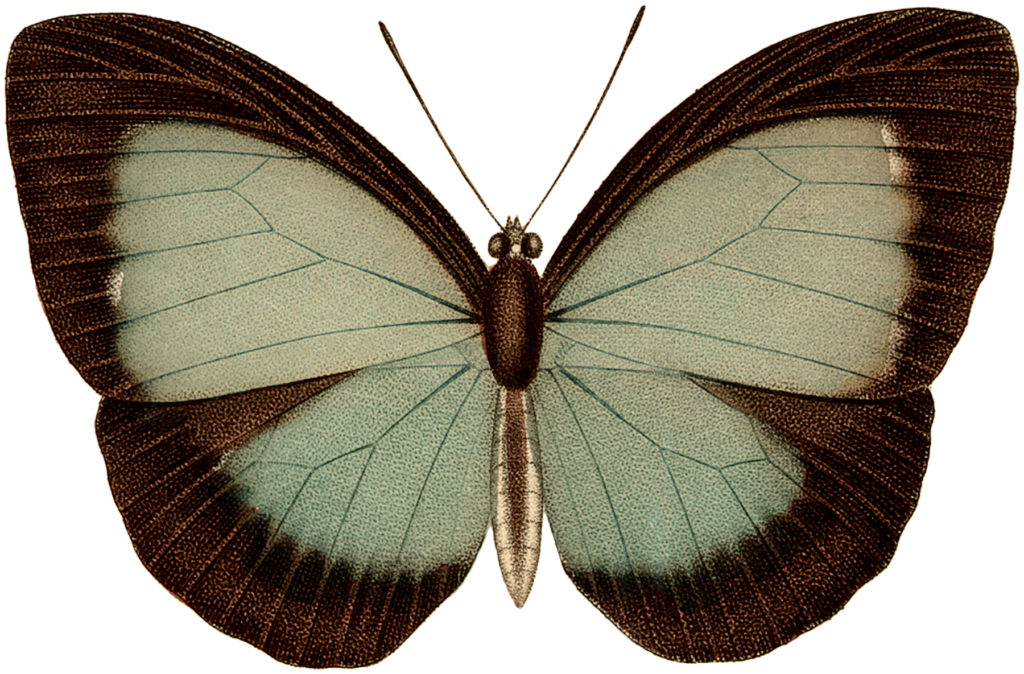 Vintage Mint Green Black Butterfly Clipart