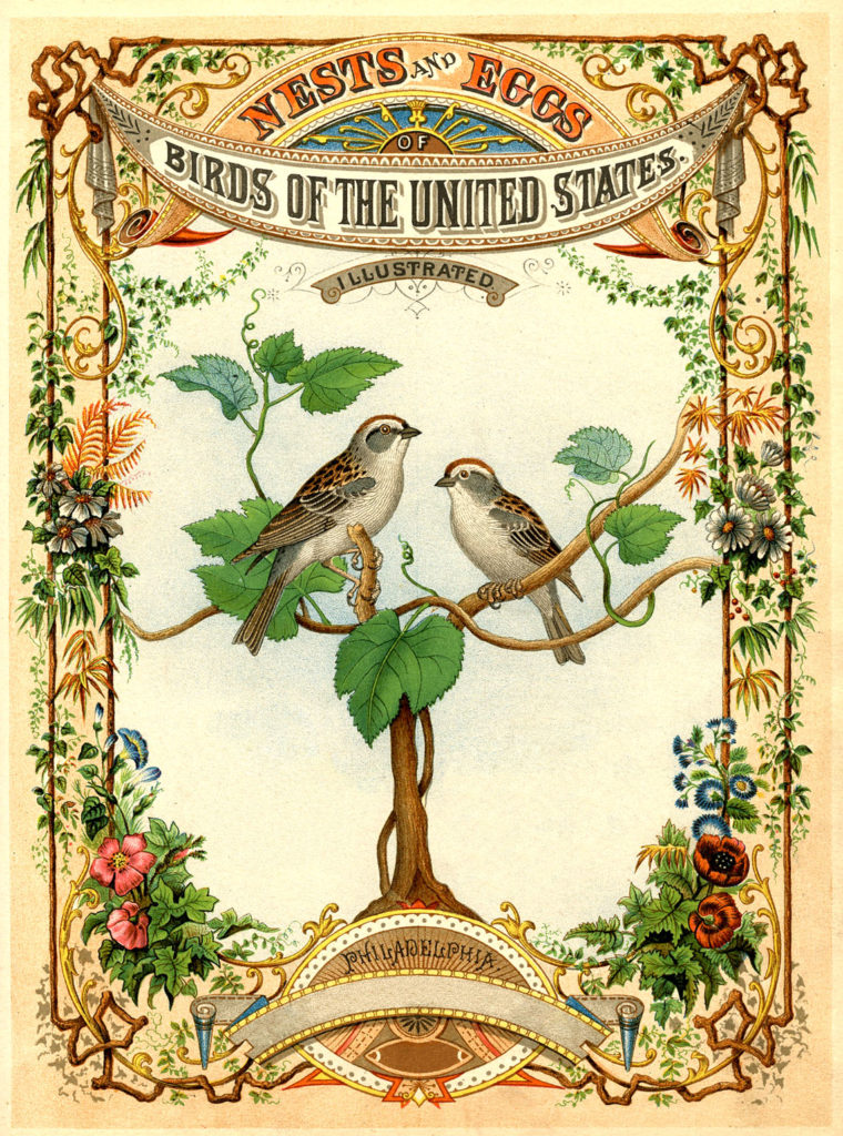 birds nests vintage title page image