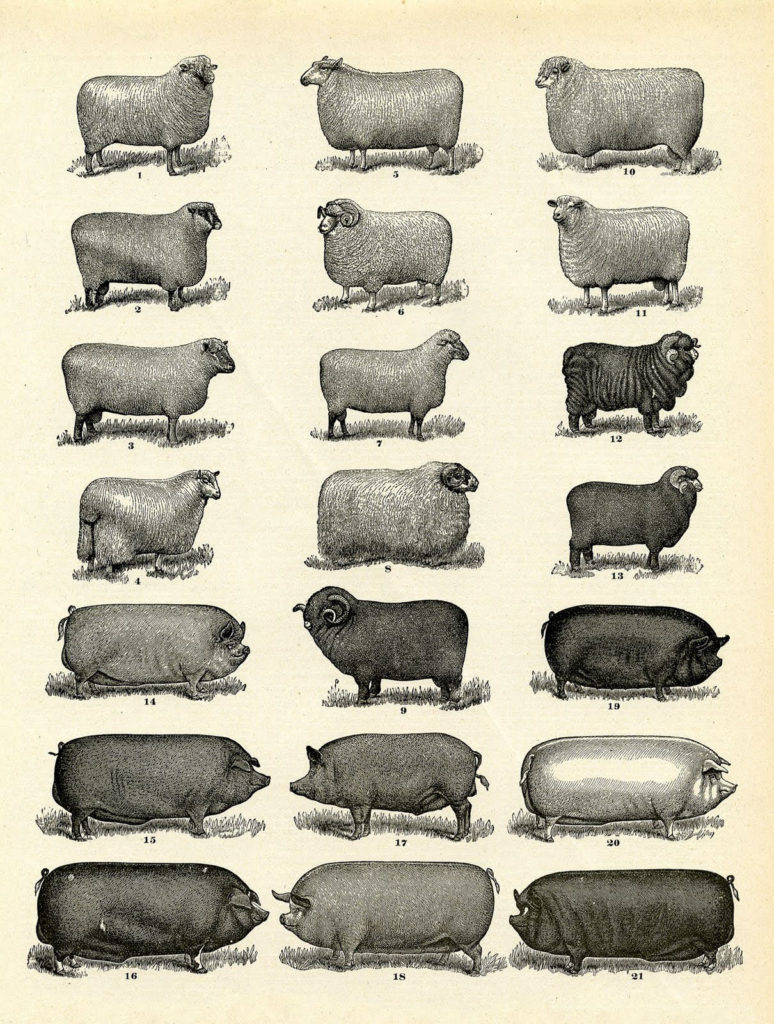 Vintage Farmhouse Sheep and Pigs Poster 