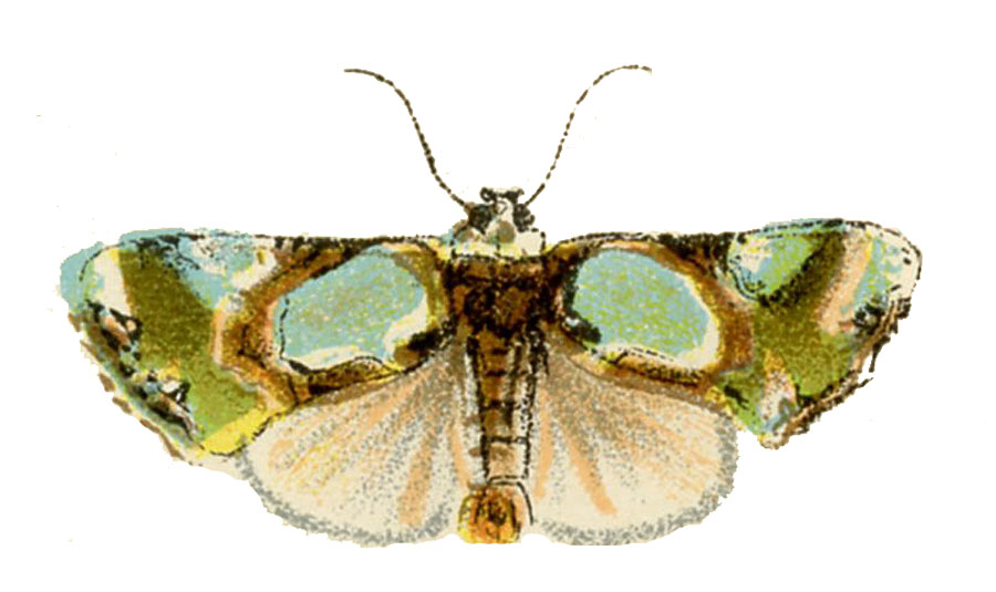 Vintage Green Blue Cream Moth Image