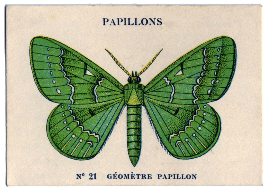 Vintage Green Moth Image