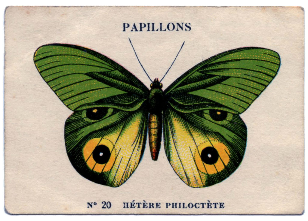 Vintage Green Yellow French Butterfly Illustration 