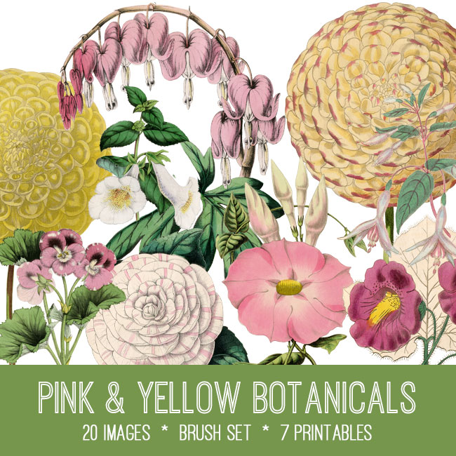 yellow pink botanicals ephemera vintage images