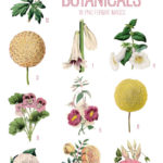 vintage yellow pink botanicals ephemera digital image bundle