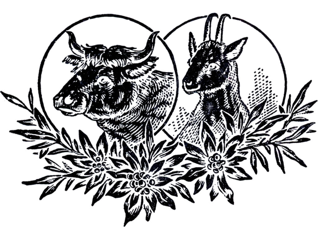 vintage farm animals goat illustration