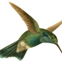 Green Hummingbird Image