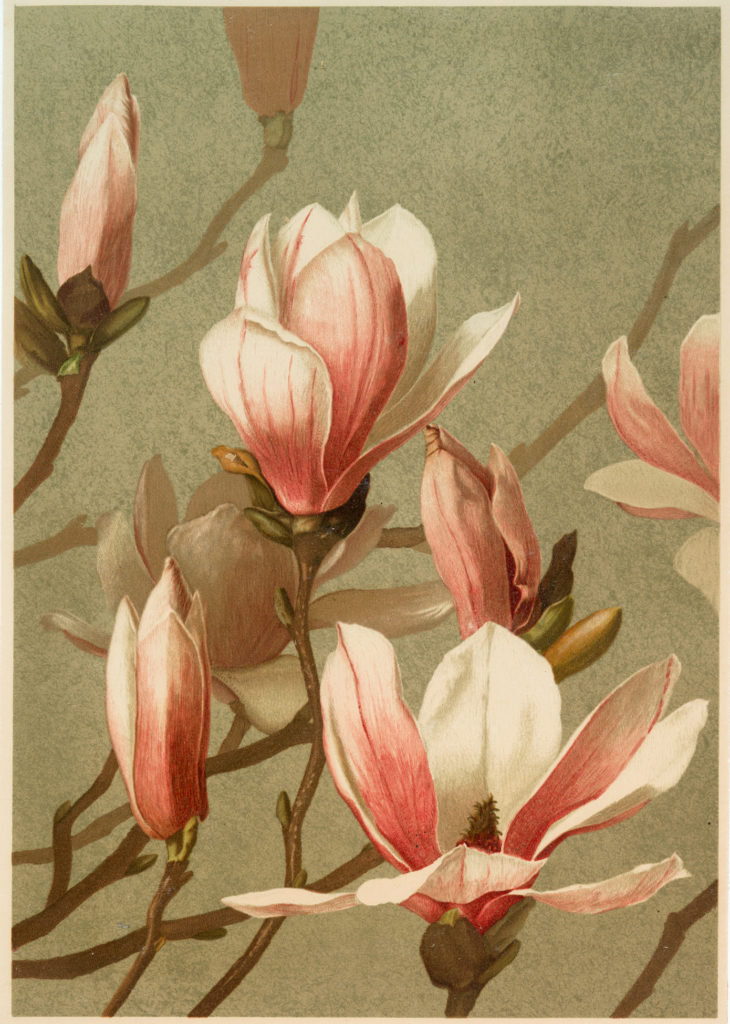 Pink Magnolias Image