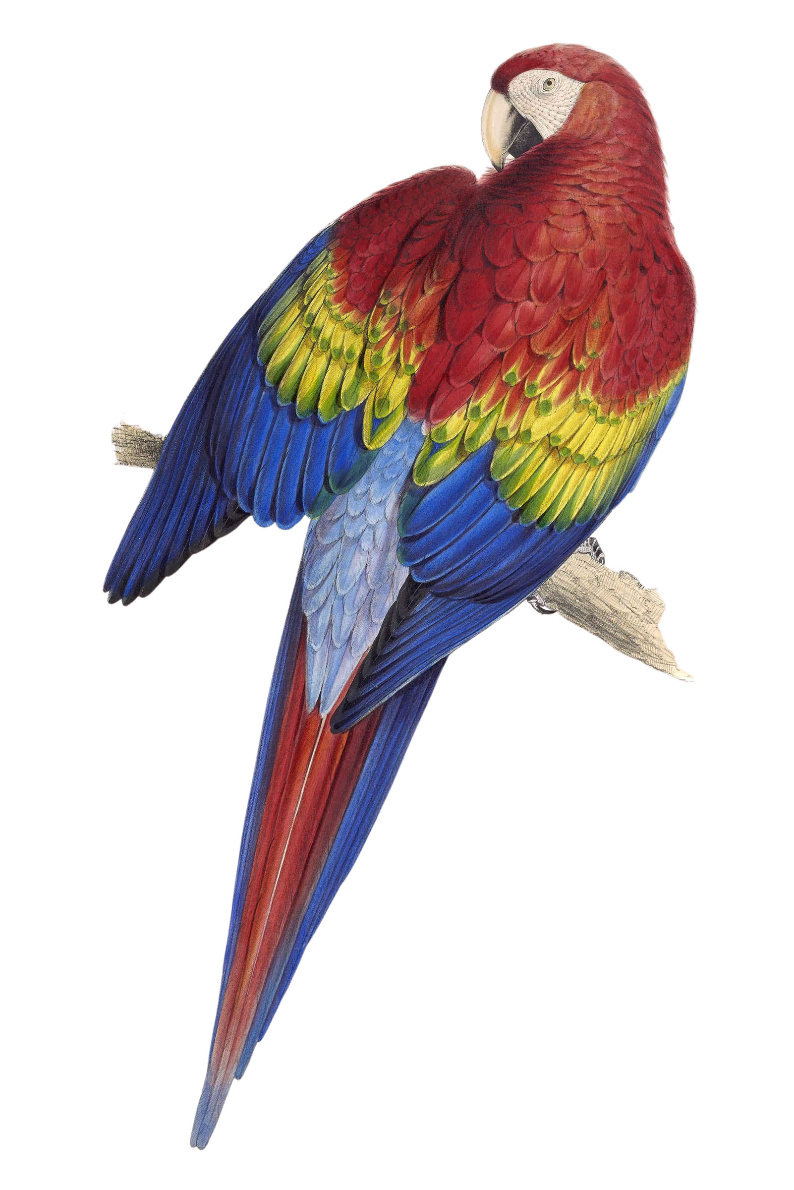 Macaw Parrot Image