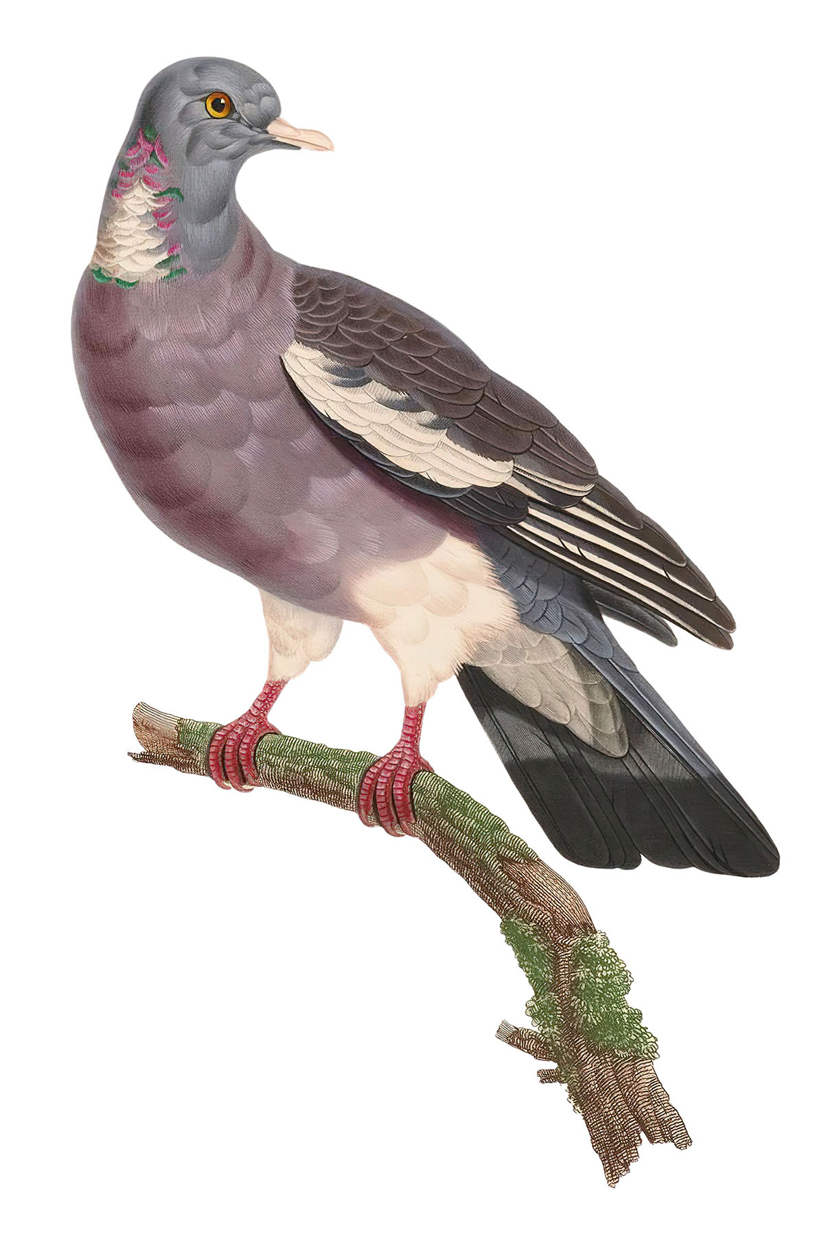 pigeon clipart