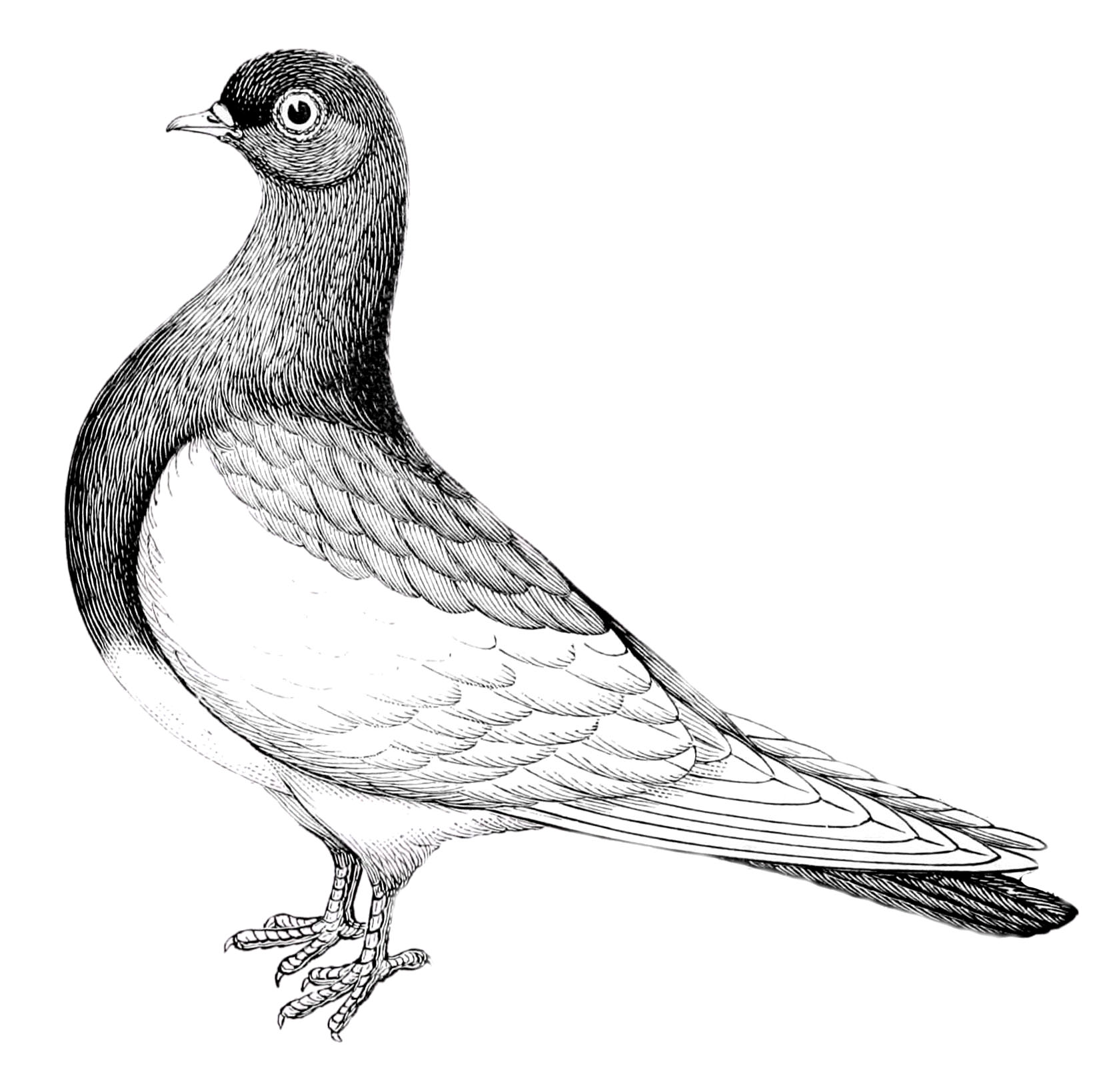 Black and White Pigeon Clipart