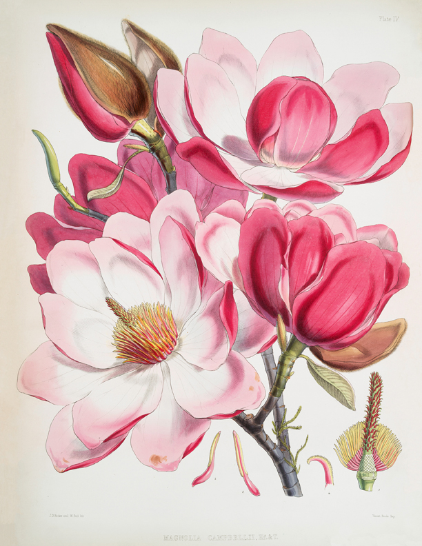 View Magnolia Flower Illustration Pics