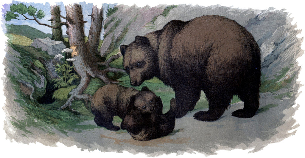 mother baby bears illustration