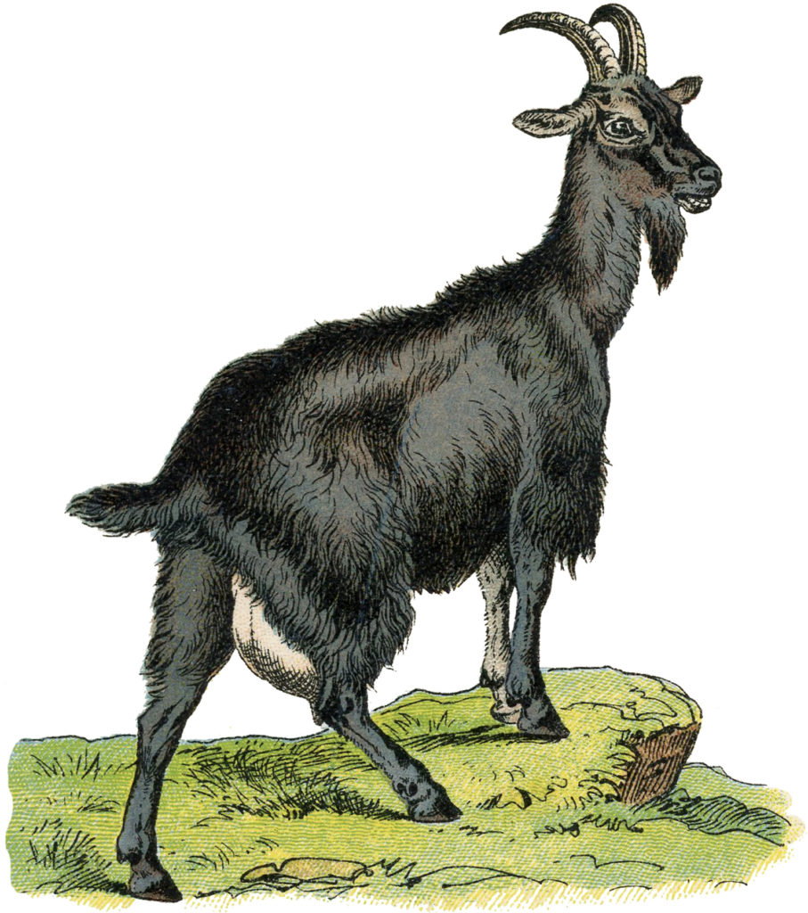 Vintage Goat Clipart