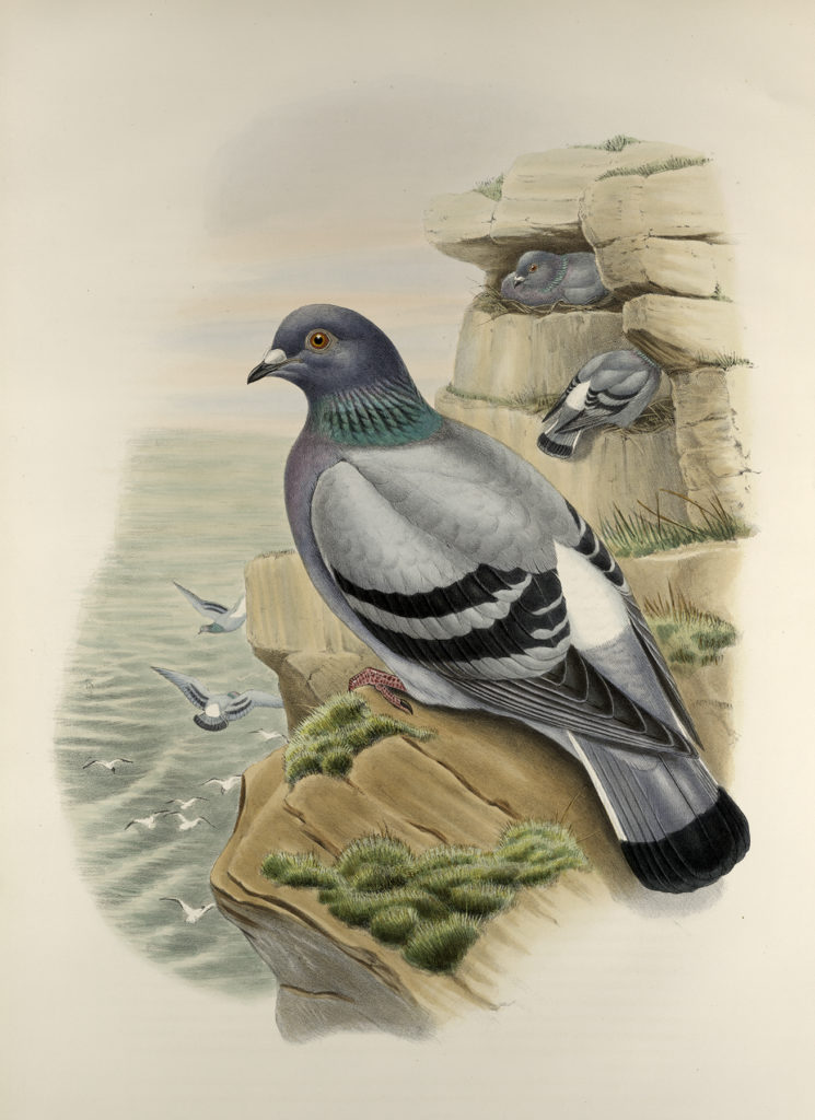 vintage seaside pigeon illustration