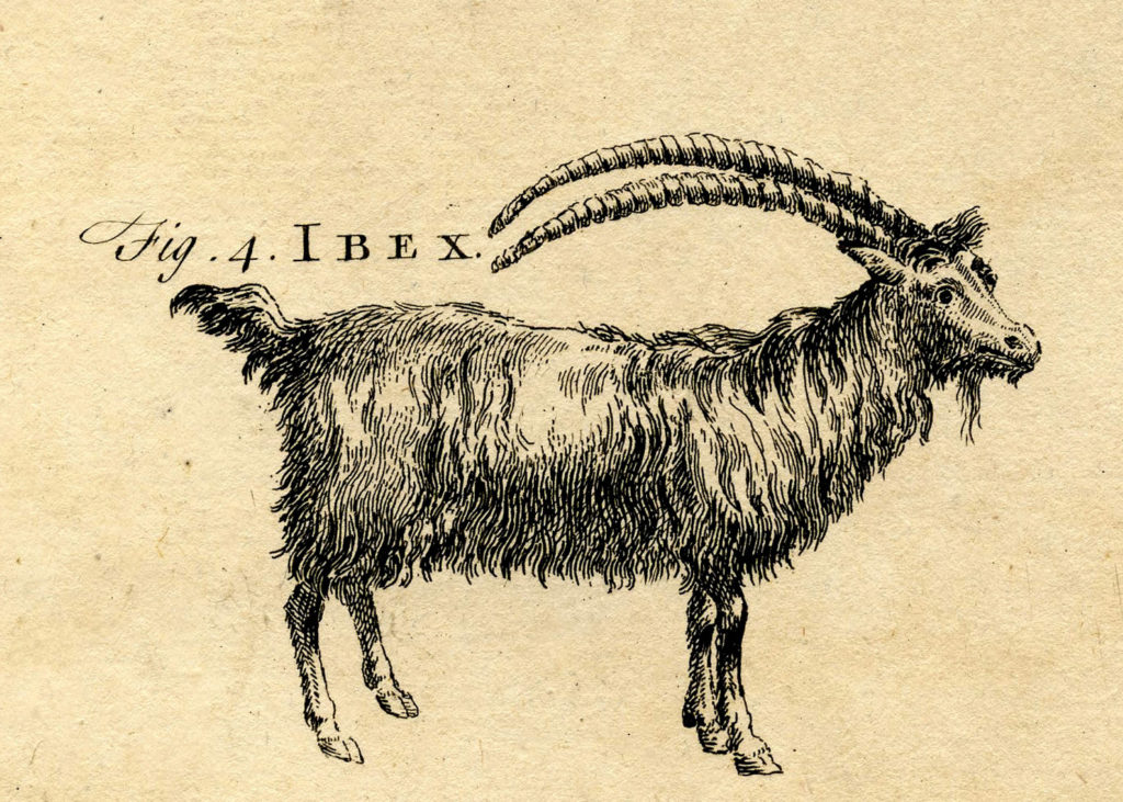 vintage goat ibex image