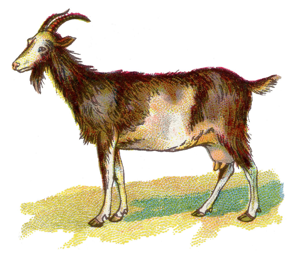 goat color illustration