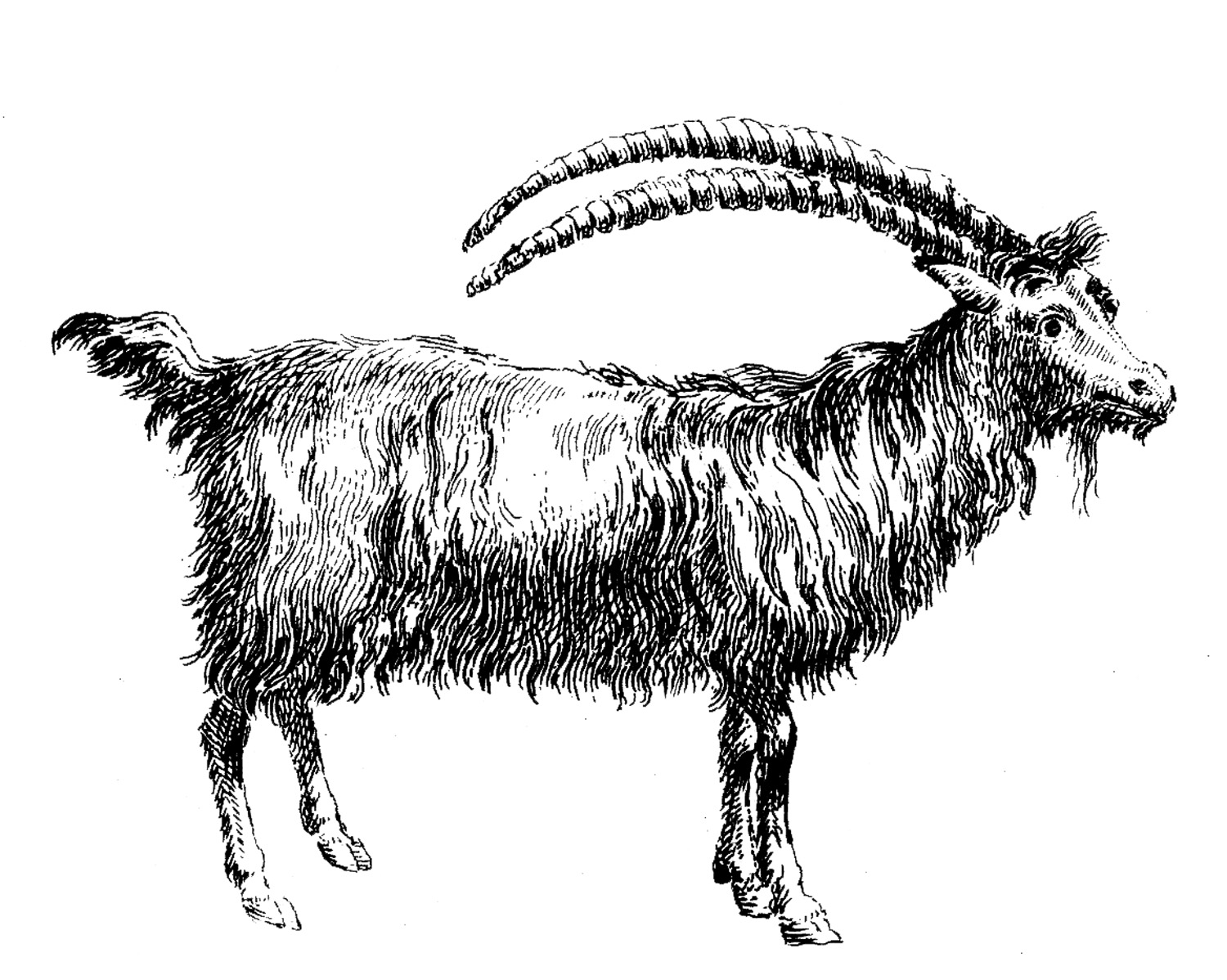 black white goat image clipart