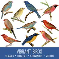 vintage vibrant birds ephemera bundle