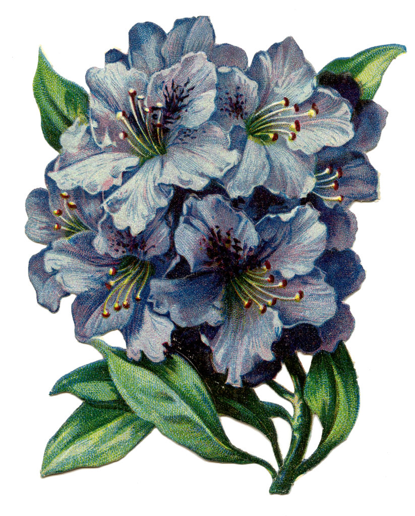 Blue Rhododendron Image
