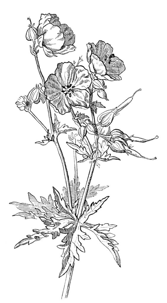 geranium drawing vintage image