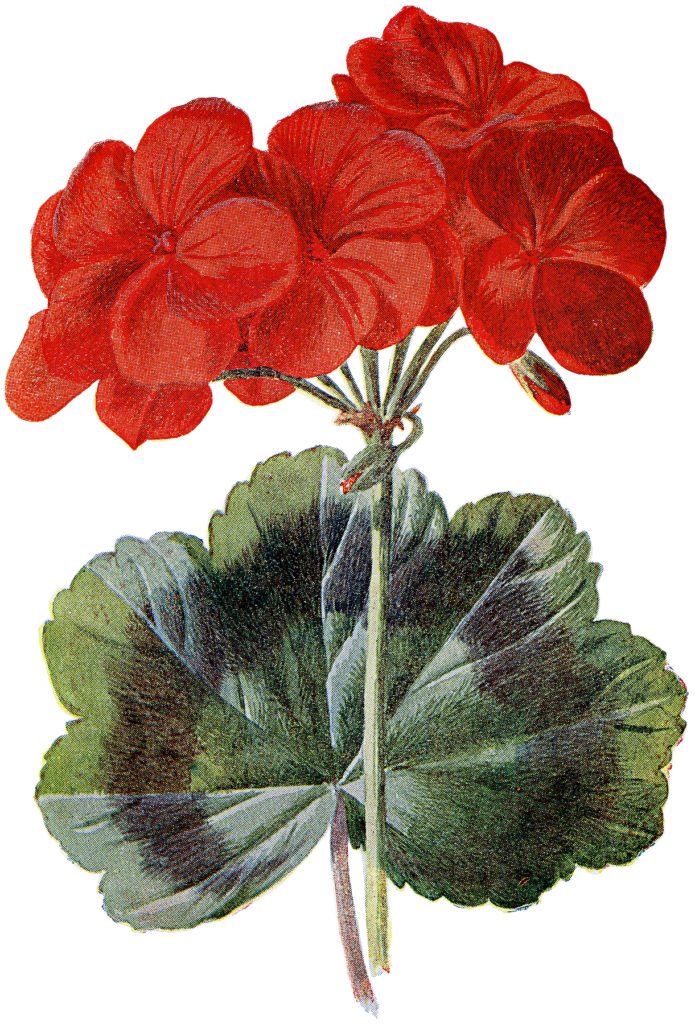 red geranium flower clipart