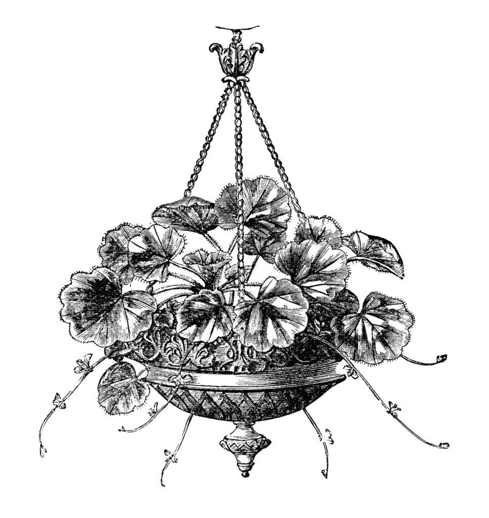 black white hanging geranium planter illustration