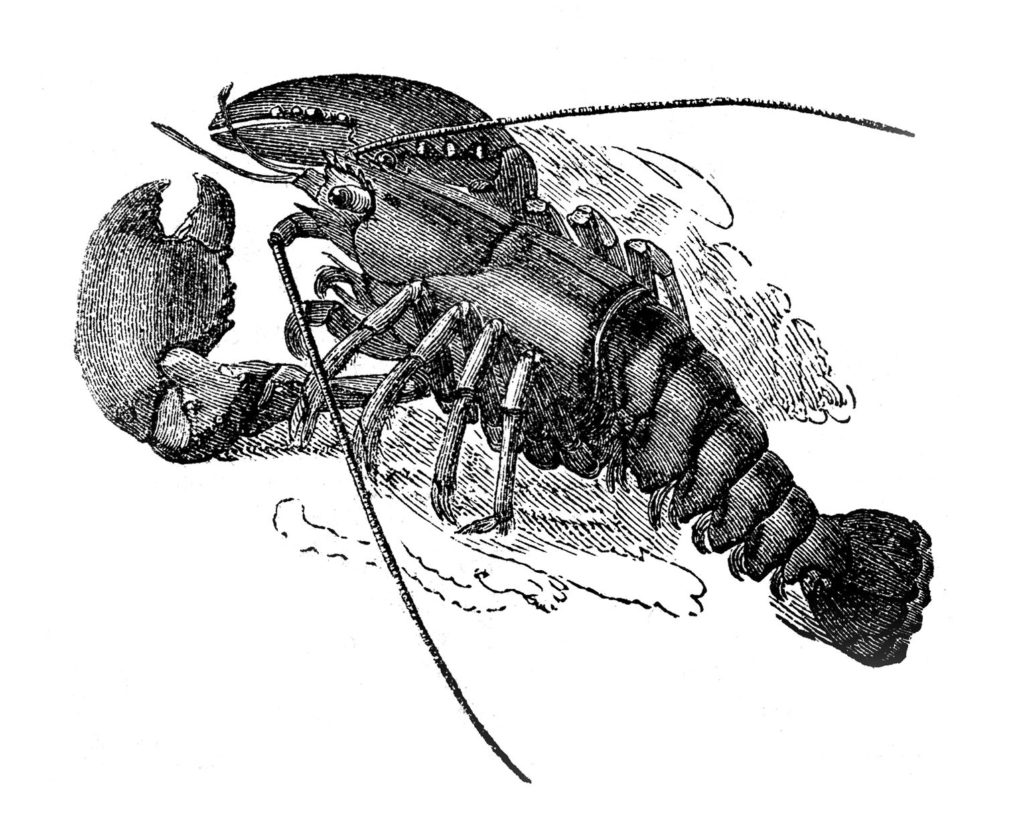 lobster black white clipart