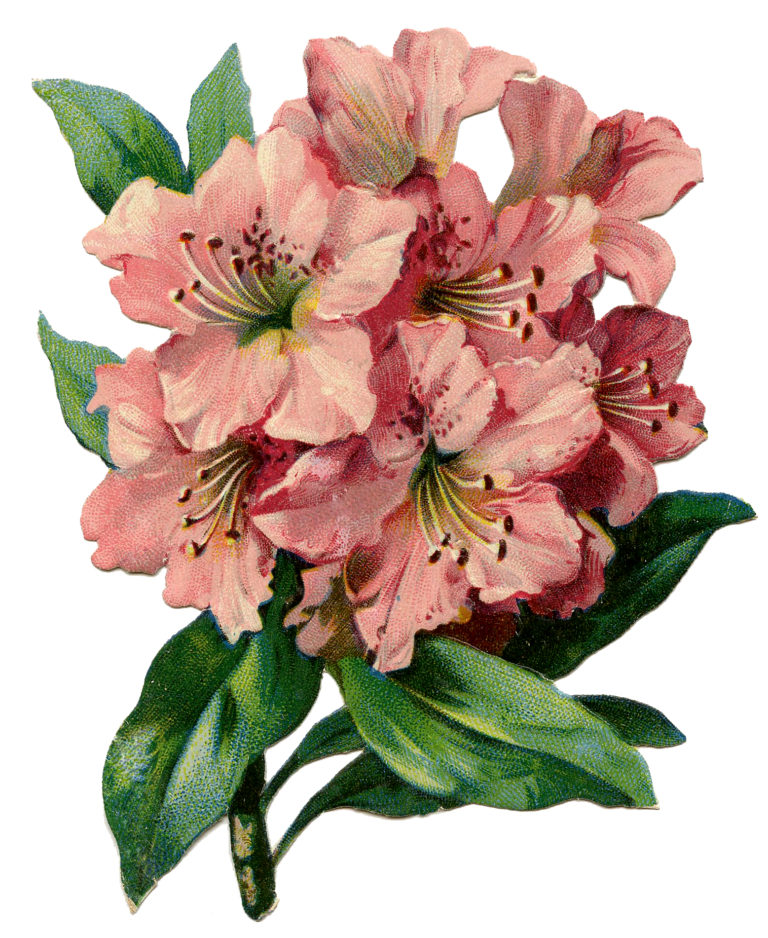 11 Rhododendron Clipart - Beautiful Flowers! - The Graphics Fairy