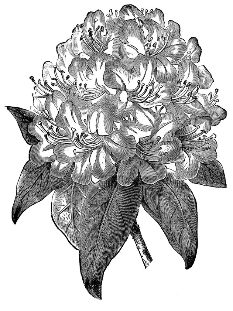 Rhododendron vintage clipart