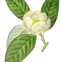 Small White Magnolia Flower