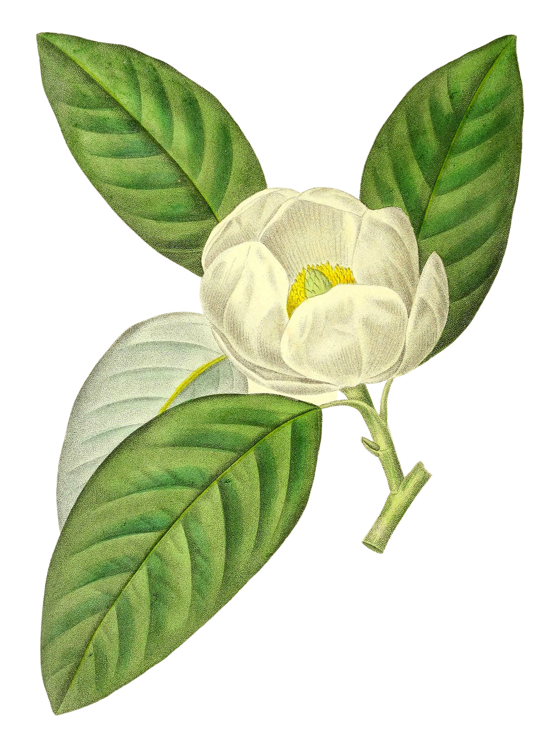 Small White Magnolia Flower