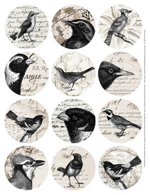 Bird collage